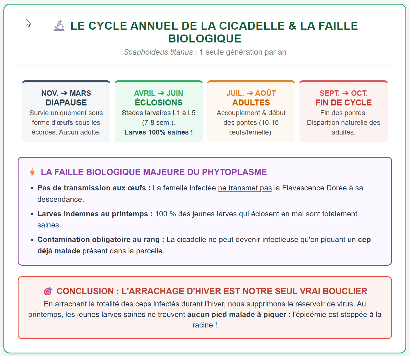 Cycle de la cicadelle et faille biologique